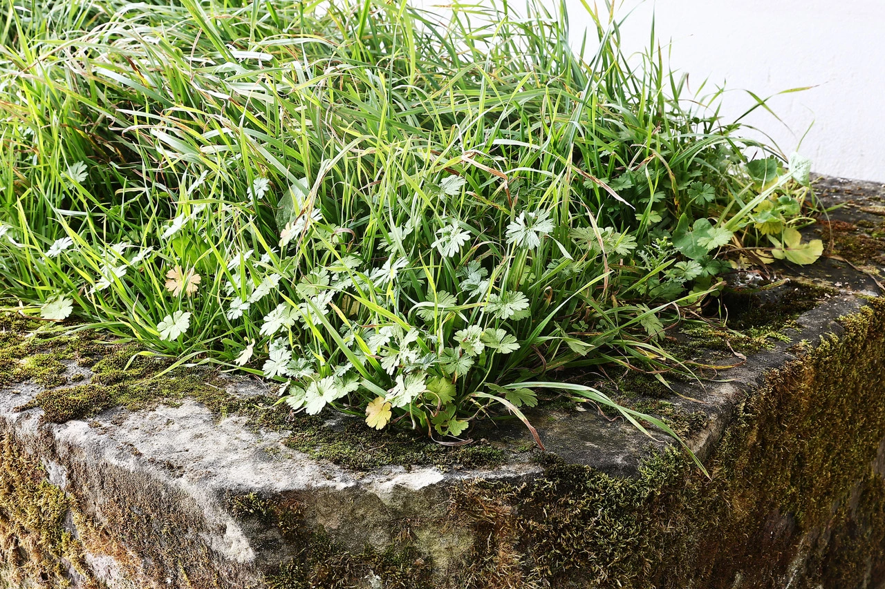 Pots & Planters category